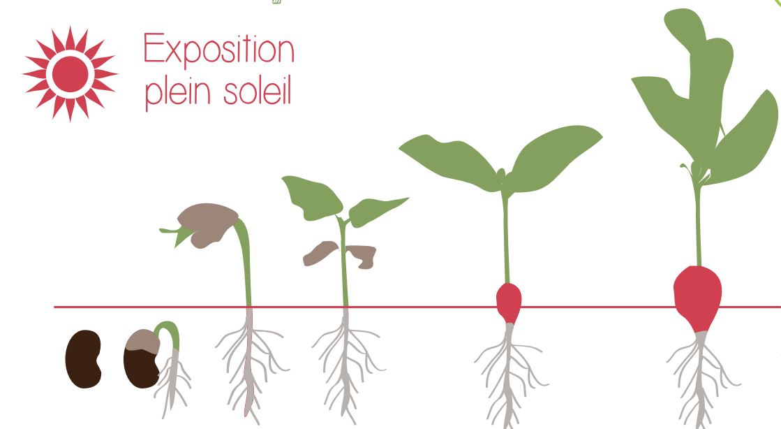 étapes de croissances du radis